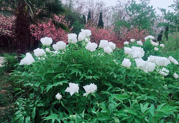 洛阳郁金香牡丹园第 40 张图片