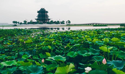 苏州阳澄湖半岛旅游度假区第 20 张图片