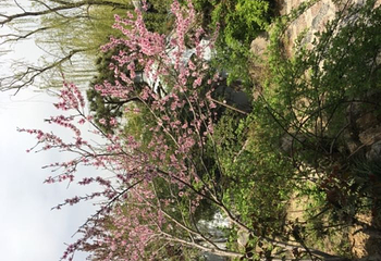 龙园旅游度假区第 34 张图片
