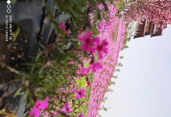 古柏渡飞黄旅游区第 14 张图片