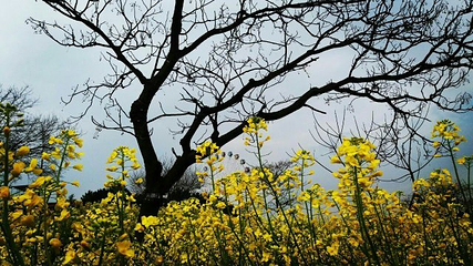 花海乐园第 42 张图片