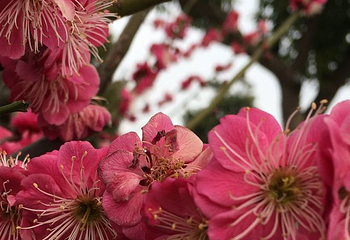 梅花湾第 38 张图片