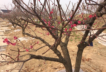 梅花湾第 48 张图片