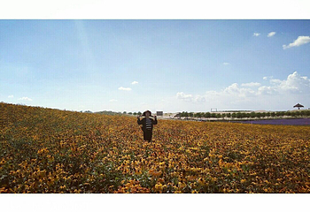 宁夏薰衣草庄园(兴庆区沙漠运动公园)第 15 张图片