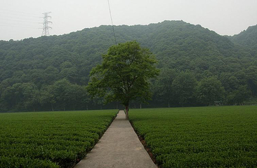 梅家坞茶文化村第 5 张图片
