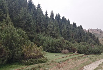 坡陇原始森林风景区第 4 张图片