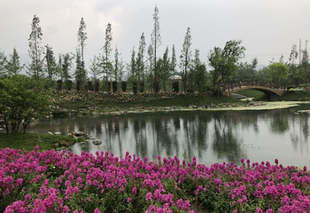 彭州通济花海露营公园第 34 张图片