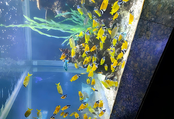 长沙海底世界第 63 张图片
