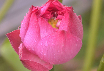 荷花池公园第 3 张图片