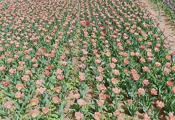 豪泽国际郁金香花海欢乐城第 44 张图片