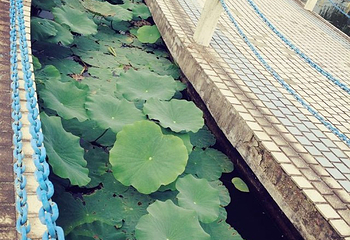永丰林农业生态园第 15 张图片