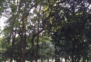 张坝桂圆林旅游区第 27 张图片