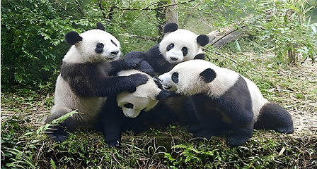 成都大熊猫繁育研究基地第 4 张图片