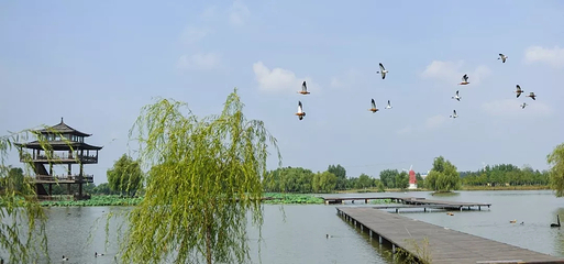 双龙湖湿地观鸟园第 15 张图片