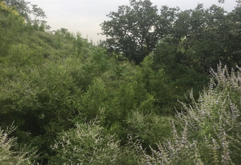 黄金寨原生态旅游区第 79 张图片