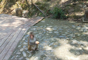 牛姆林生态旅游区第 60 张图片