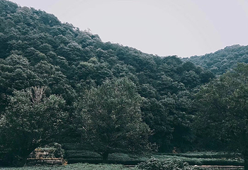 十里琅珰第 18 张图片