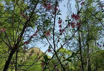 桃花山风景区第 8 张图片