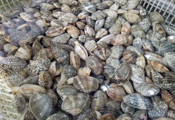 会场赶海园第 19 张图片