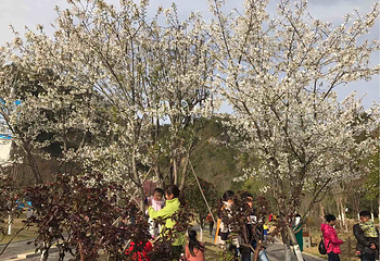 四方山植物园第 17 张图片