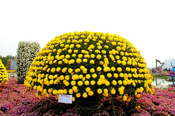 小榄菊花会第 56 张图片