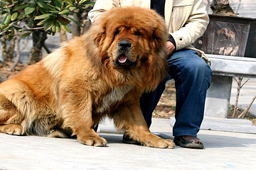 藏獒文化风情园第 6 张图片