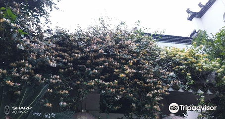 兰花村第 5 张图片