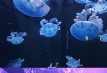 重庆汉海海洋公园第 63 张图片