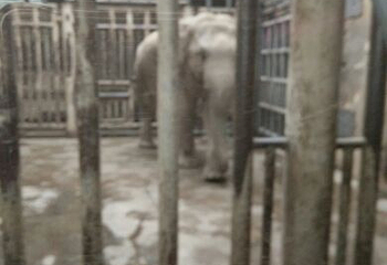 北京动物园大熊猫馆第 23 张图片