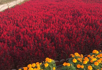 同心花海第 46 张图片