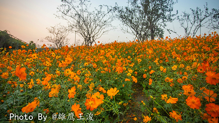 九龙湾花星球第 14 张图片