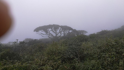 金秀圣堂山景区第 24 张图片