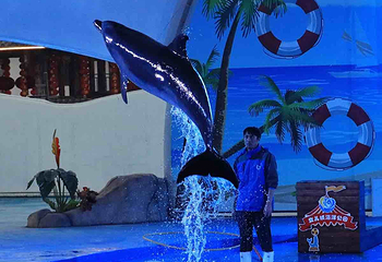 女儿城海洋公园第 46 张图片