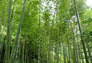 小溪自然保护区第 4 张图片