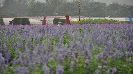 汇馨芳香世界第 13 张图片