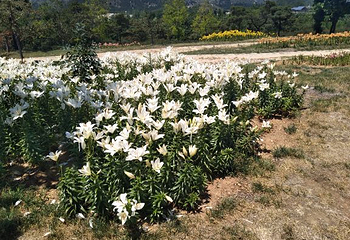英歌石植物园第 32 张图片
