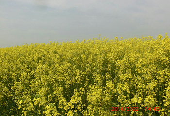 蔡甸消泗油菜花第 28 张图片