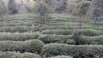 花乡茶谷旅游景区第 64 张图片