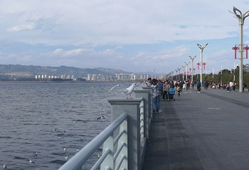 昆明斗南花卉市场第 41 张图片