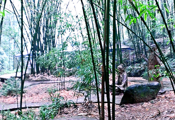 蜀南竹海风景名胜区-忘忧谷第 22 张图片