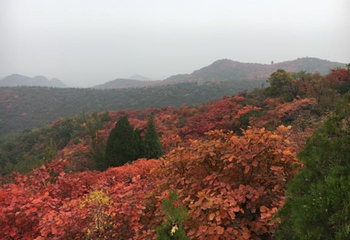 竹林长寿山第 30 张图片