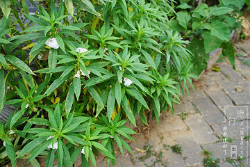 永泰寺第 9 张图片