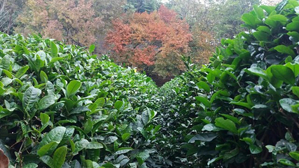 花乡茶谷旅游景区第 62 张图片