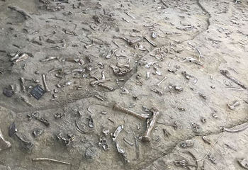 诸城中国暴龙馆第 25 张图片