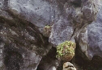 鳞隐石林第 31 张图片