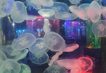海洋之窗第 75 张图片