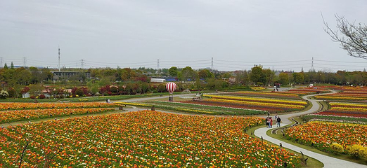周浦花海第 18 张图片