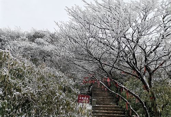 金佛山北坡景区第 16 张图片