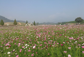 花田美地第 22 张图片