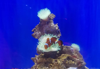 红树林拾贝赶海第 9 张图片